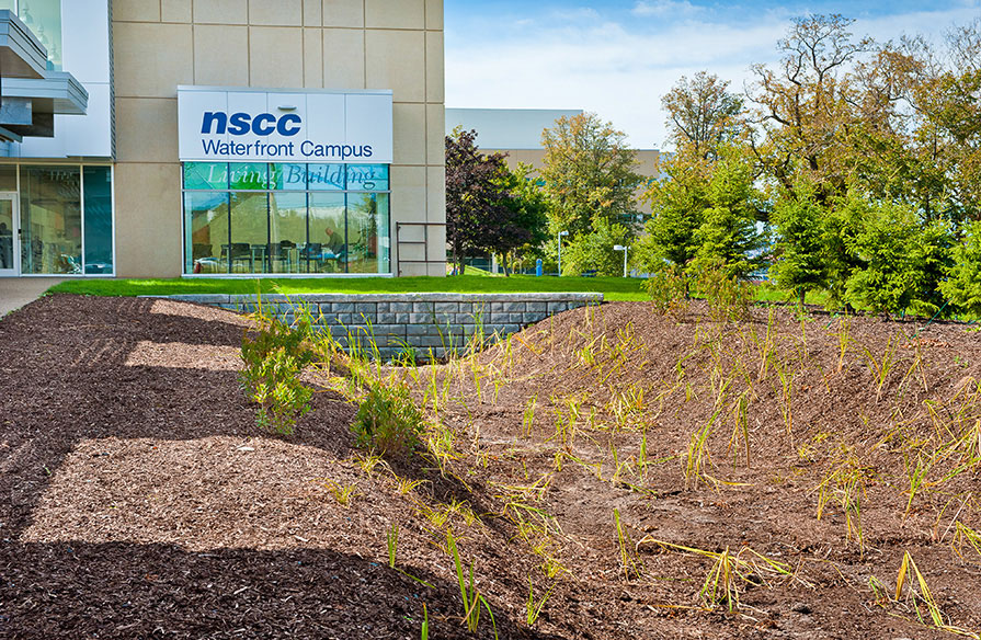 An outdoor area with plants that helps naturally filter storm water run-off.