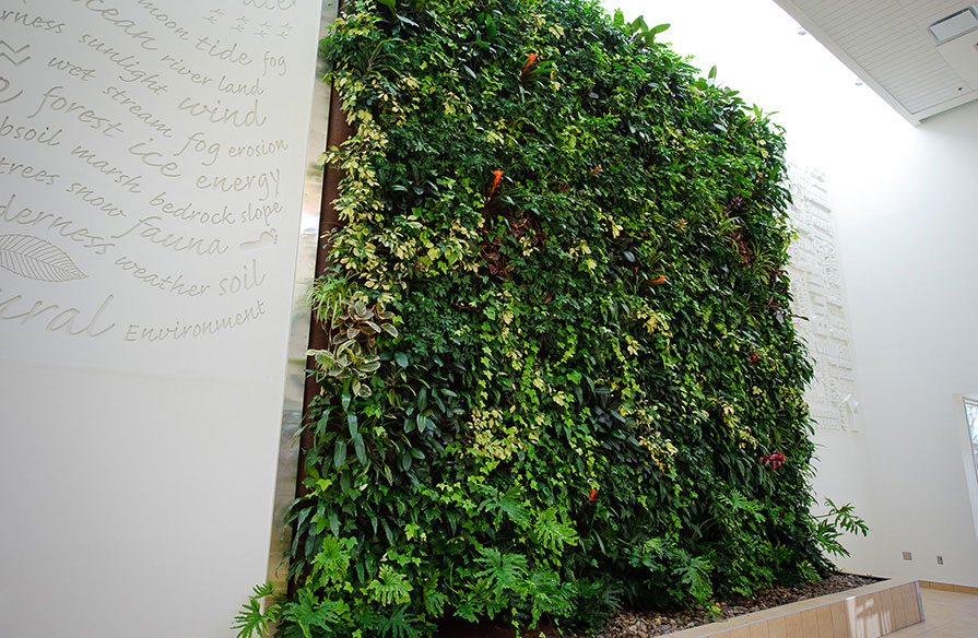 An interior living wall with lush and leafy plants.