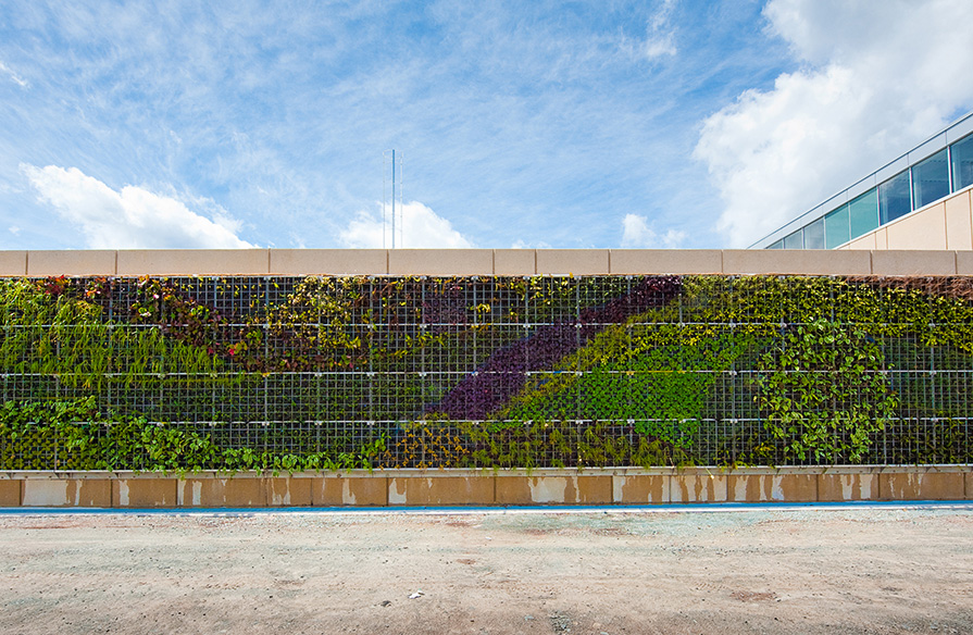 The Ivany Campus green wall.