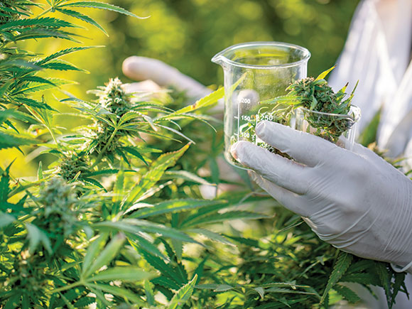 A close-up photo of hands in latex gloves harvesting cannabis in a glass container.