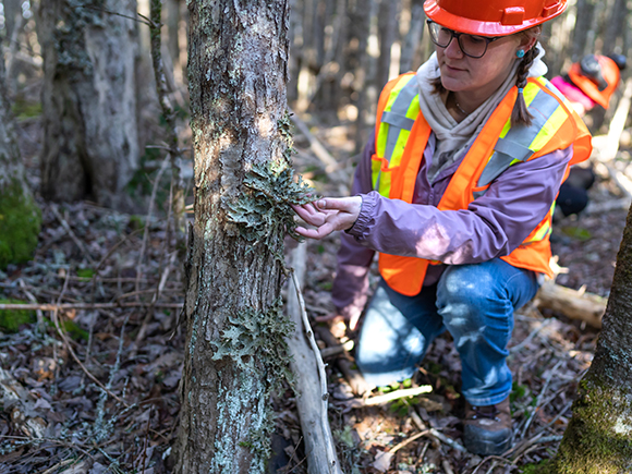 A woman wearing a red safety helmet and vest is seen kneeling and examining part of a tree trunk.