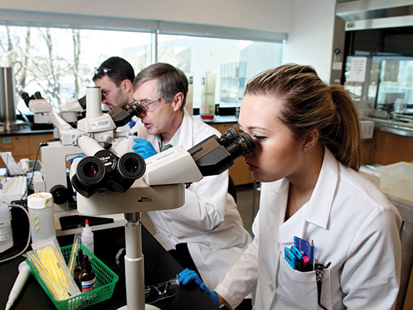 Two men and a woman work at a lab bench; they're all looking through microscopes.