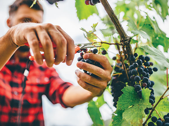 A man in a black and red plaid shirt harvesting grapes by hand with a small tool.