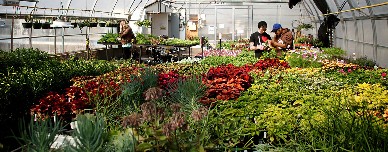 Three people work with plants in a greenhouse.