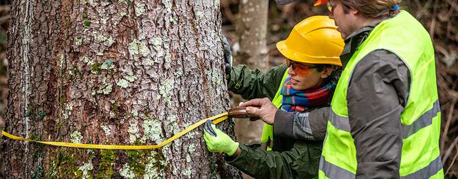 A man and woman in brightly coloured vest and hard hats measuring the girth of spruce tree trunk.