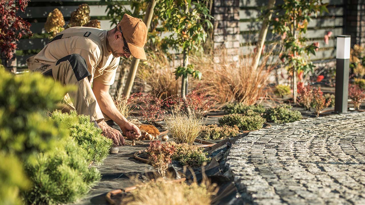 A landscape technician is knelt down beside a paver stone walkway. They are maintaining the plants and area beside the walkway.