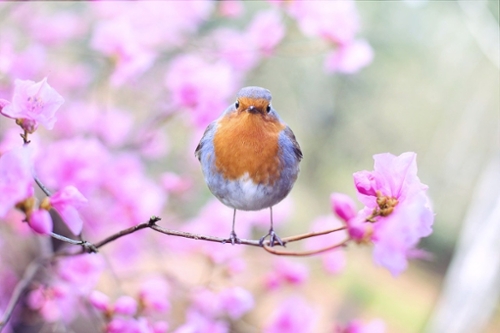 bird on tree